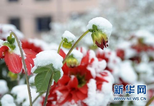 哈爾濱、大慶降下今年入冬以來第一場雪