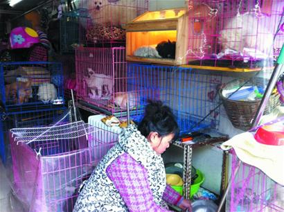 青島年末動物寄養(yǎng)火爆一籠難求 空運(yùn)寵物成新財路