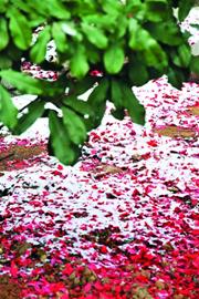 青島龍年首雪連下20小時(shí)氣勢足 49根碘化銀助增雪