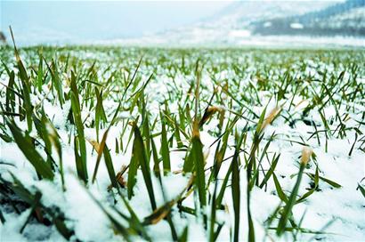 青島龍年首雪連下20小時(shí)氣勢(shì)足 49根碘化銀助增雪
