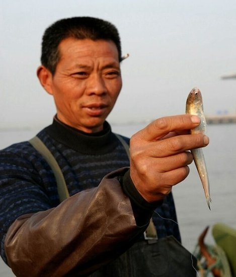 長江刀魚遭過度捕撈或絕跡最高價(jià)格每斤八千（圖）