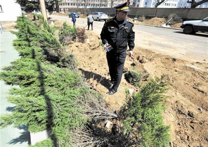 青島撫順路3000棵樹(shù)一夜消失