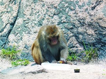 嶗山孫大圣霸占三標(biāo)山 面餅壽司來(lái)者不拒