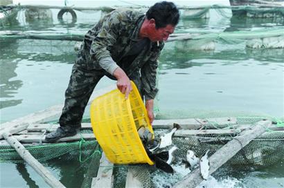 萬(wàn)條多寶魚(yú)奔波千里青島避暑