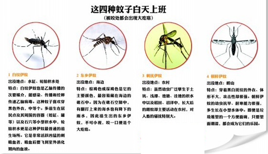 圖示青島常見(jiàn)7種蚊子 早五晚六吸血最猛