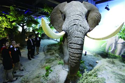 濱海學(xué)院博物館展出非洲象長頸鹿標(biāo)本
