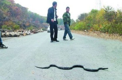 村莊大量蛇群橫穿路面 異?，F(xiàn)象引發(fā)恐慌