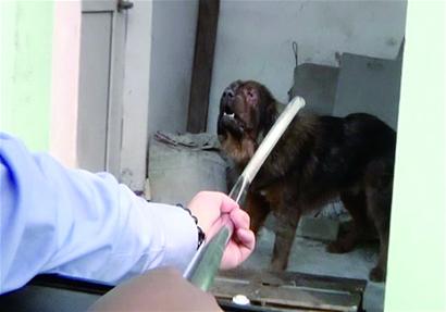 名貴藏獒離家出走四處游蕩 居民不敢出門(mén)