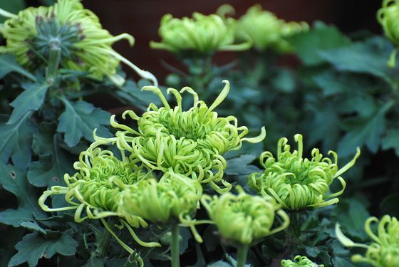 青島中山公園30萬盆菊花爭(zhēng)奇斗艷