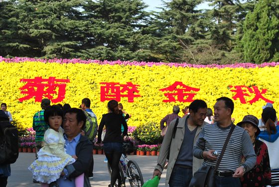 青島中山公園30萬盆菊花爭(zhēng)奇斗艷