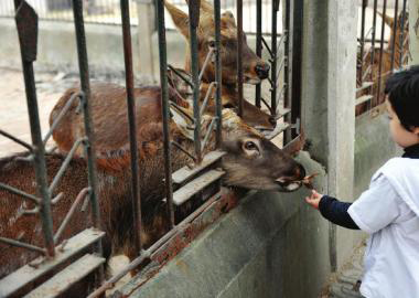  11月2日，成都市動物園里，一名游客喂養(yǎng)鹿群。
