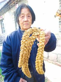 紅土地黃小米“滋潤(rùn)”300戶村民