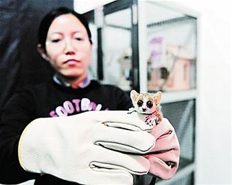 重60克長(zhǎng)10厘米最小“悟空”來青安家