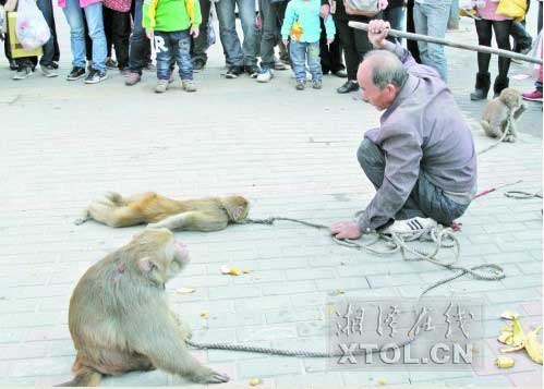 　　耍猴人當(dāng)街暴打猴子，引起圍觀市民的反感。(豎戈攝)