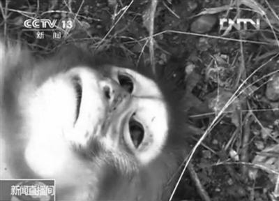 在資溪縣一國(guó)有林場(chǎng)，剛剛被槍殺的獼猴。