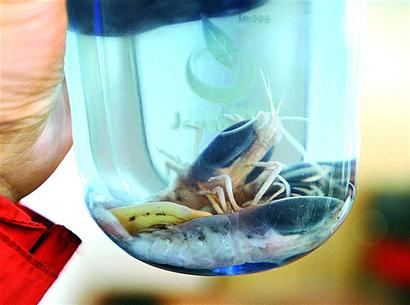 大洋一號帶回數(shù)噸海底寶貝 大洋一號帶回數(shù)噸海底寶貝