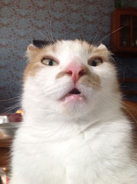 超萌動物搞怪