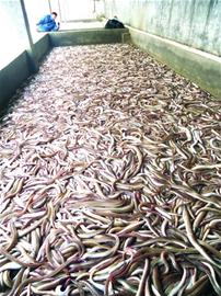 遠(yuǎn)洋船回青島帶回百?lài)嶕r鰻魚(yú)