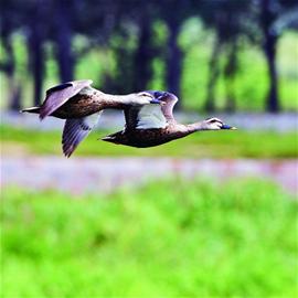 青島賞鳥(niǎo)圖出爐 9大濕地成鳥(niǎo)類(lèi)天堂