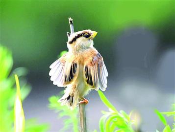 青島賞鳥(niǎo)圖出爐 9大濕地成鳥(niǎo)類(lèi)天堂