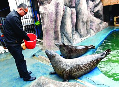 青島海豹明星全國征婚 吃營養(yǎng)魚丸補(bǔ)身體