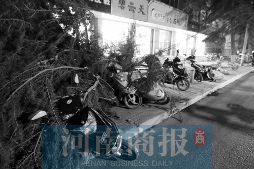 樹被大風(fēng)吹倒，砸了路邊的車