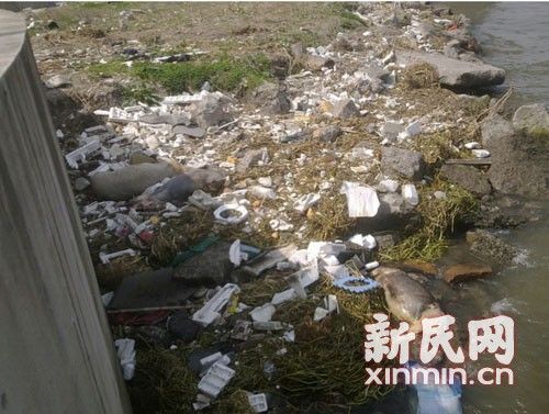 在橫潦涇河堤上，死豬橫七豎八躺著。新民網(wǎng)記者卜春艷 現(xiàn)場回傳