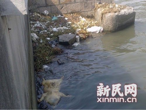 圖說：橫潦涇水域內(nèi)也漂浮著死豬。新民網(wǎng)記者卜春艷 現(xiàn)場回傳