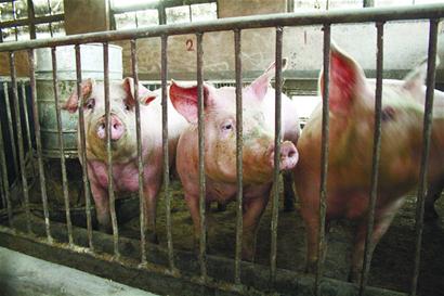 豬肉暴跌養(yǎng)殖戶“肉疼”“三年怪圈”何時破解？