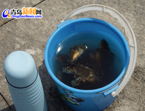 曝光浮山灣畔無德垂釣者 專釣5厘米長(zhǎng)小魚