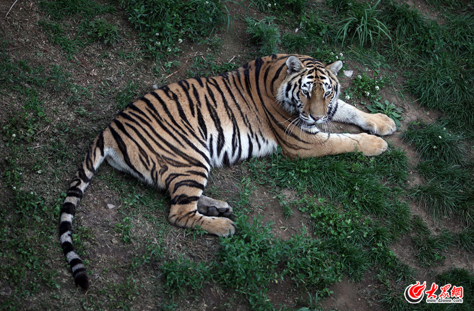 西霞口神雕山野生動物自然保護區(qū)位于威海的榮成市成山鎮(zhèn)西霞口村東北處，臨海兀立，山勢陡峭?？偼顿Y已超過1億元，全區(qū)占地3800畝，是全國最大的、風(fēng)格最獨特的海岸野生動物自然保護區(qū)。