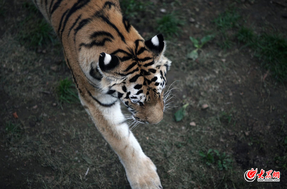 西霞口神雕山野生動物自然保護(hù)區(qū)位于威海的榮成市成山鎮(zhèn)西霞口村東北處，臨海兀立，山勢陡峭。總投資已超過1億元，全區(qū)占地3800畝，是全國最大的、風(fēng)格最獨(dú)特的海岸野生動物自然保護(hù)區(qū)。