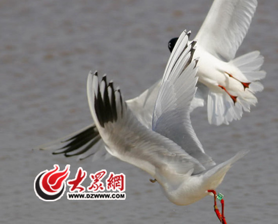 黃河三角洲國家級自然保護區(qū)已成為候鳥遷徙途中的“國際機場”。