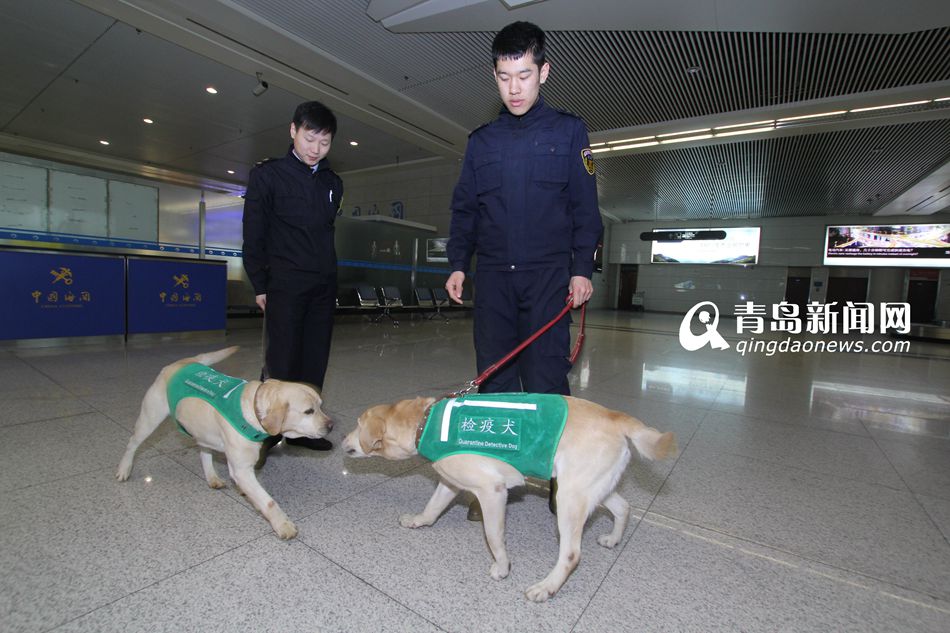高清：實拍機(jī)場檢疫犬 輕嗅就能查出違禁物品
