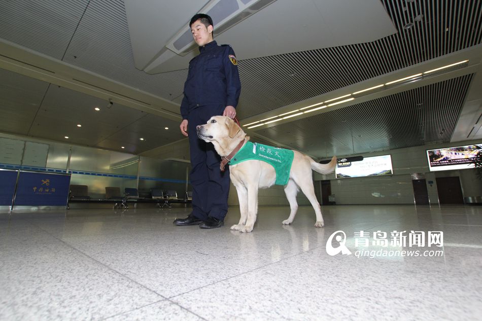 高清：實拍機(jī)場檢疫犬 輕嗅就能查出違禁物品