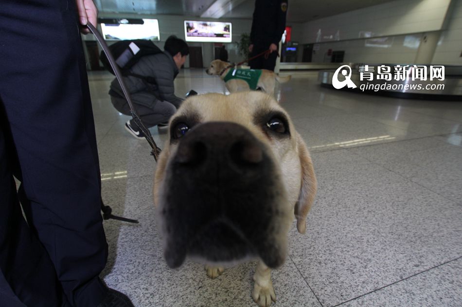 高清：實拍機(jī)場檢疫犬 輕嗅就能查出違禁物品