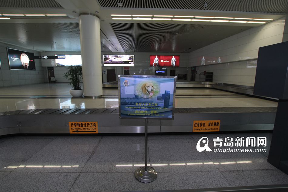 高清：實拍機(jī)場檢疫犬 輕嗅就能查出違禁物品
