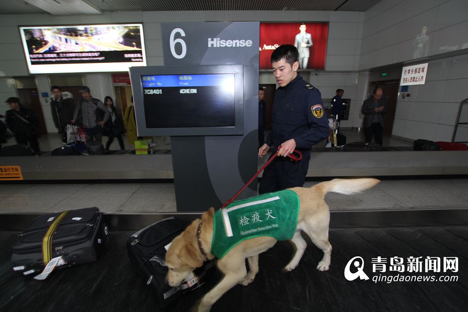 高清：實拍機(jī)場檢疫犬 輕嗅就能查出違禁物品