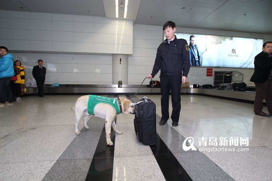 高清：實拍機(jī)場檢疫犬 輕嗅就能查出違禁物品