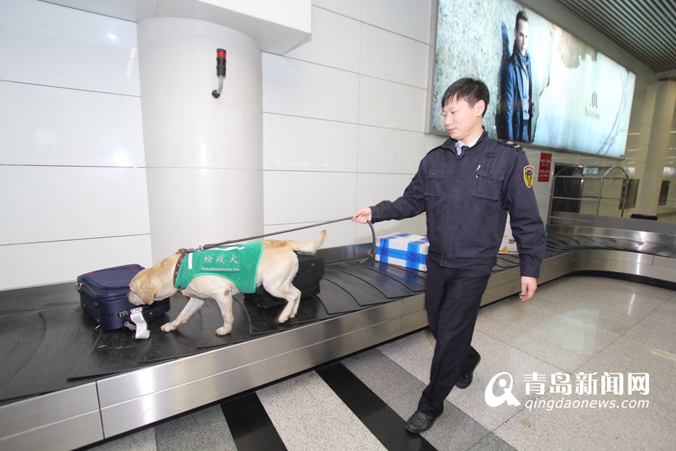 高清：實拍機(jī)場檢疫犬 輕嗅就能查出違禁物品