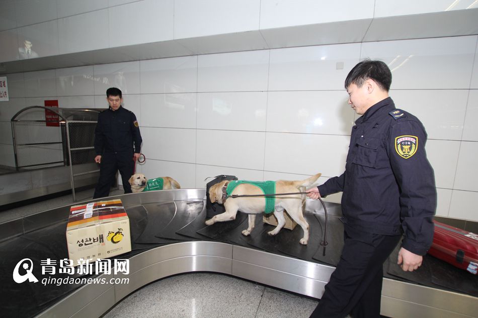 高清：實拍機(jī)場檢疫犬 輕嗅就能查出違禁物品