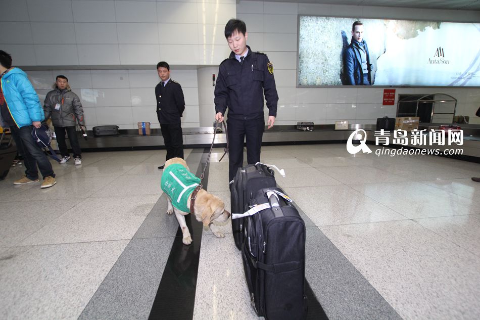 高清：實拍機(jī)場檢疫犬 輕嗅就能查出違禁物品