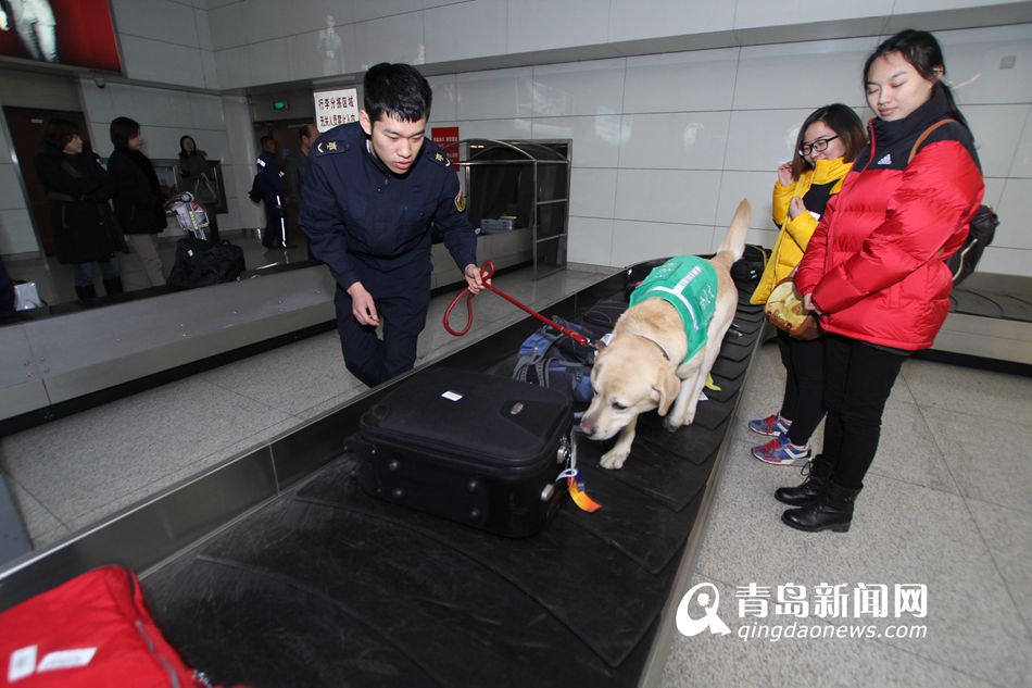 高清：實拍機(jī)場檢疫犬 輕嗅就能查出違禁物品
