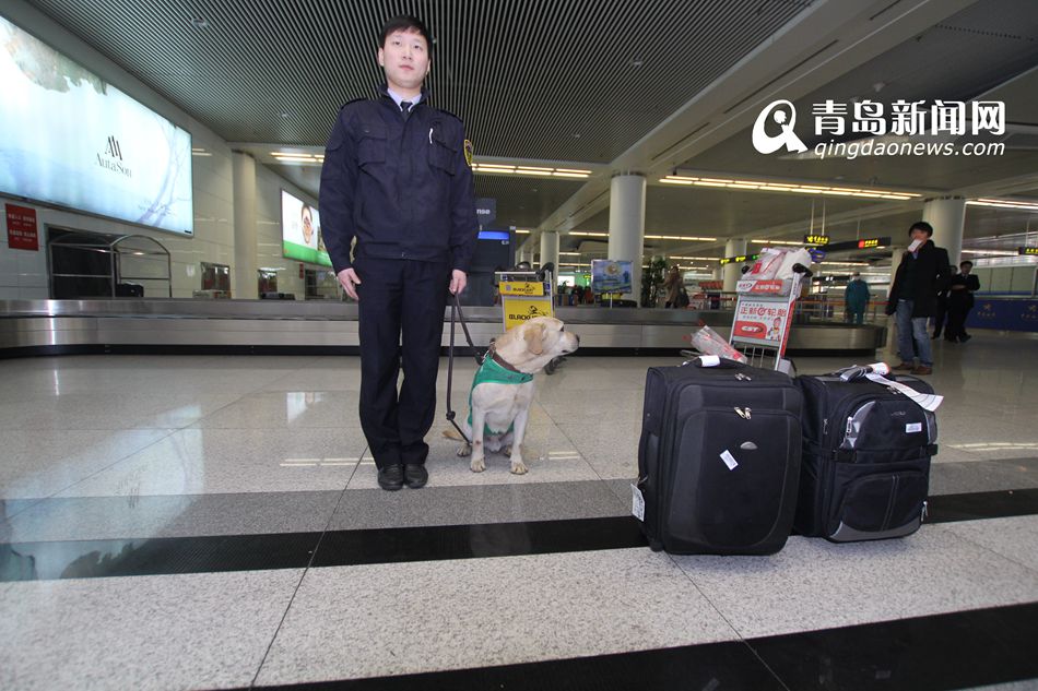 高清：實拍機(jī)場檢疫犬 輕嗅就能查出違禁物品