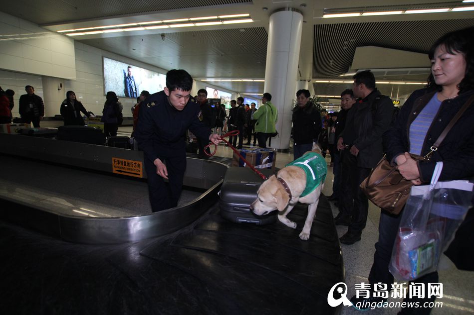 高清：實拍機(jī)場檢疫犬 輕嗅就能查出違禁物品