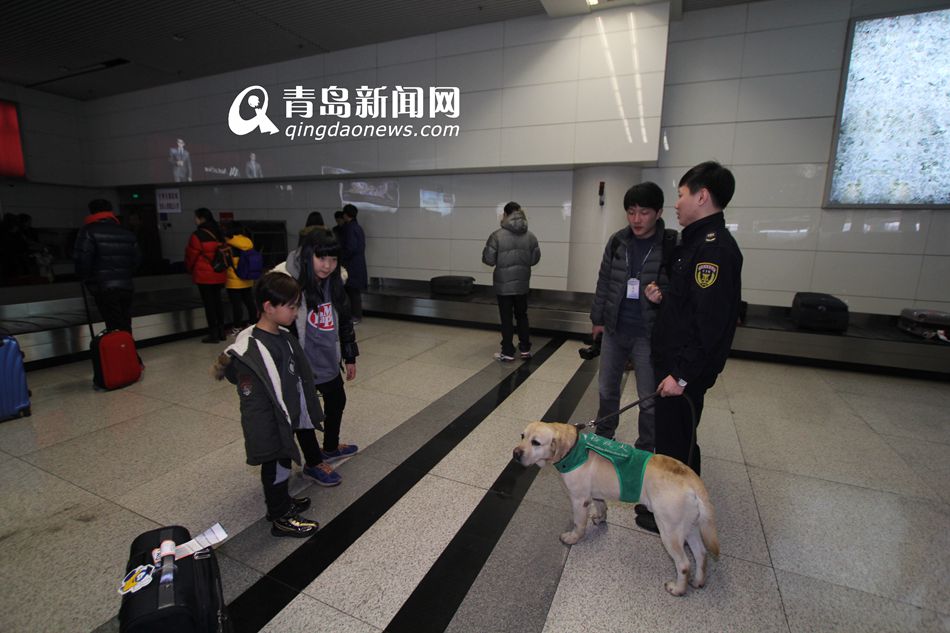 高清：實拍機(jī)場檢疫犬 輕嗅就能查出違禁物品