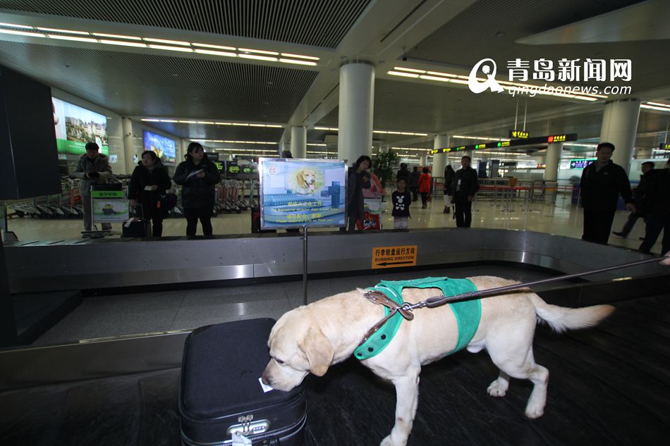 高清：實拍機(jī)場檢疫犬 輕嗅就能查出違禁物品